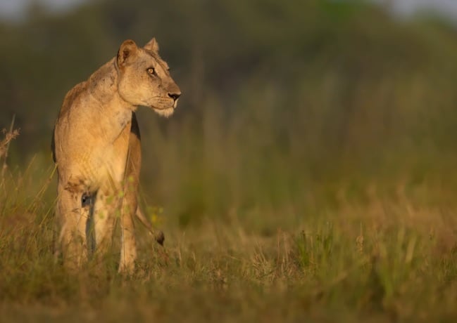 8 Day South Luangwa Wildlife Photography Pangolin Safari 